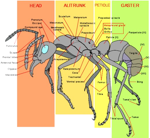 Ant Anatomy